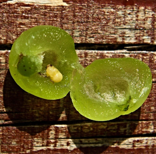 Ing. Ladislav kočik