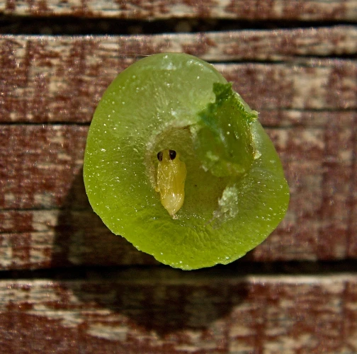 Ing. Ladislav kočik