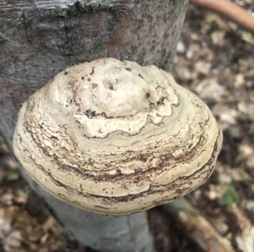 Sára Babinčáková