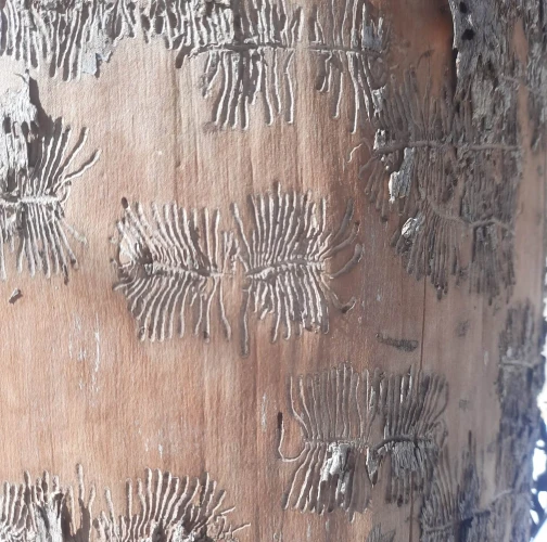 Michaela Goceliaková