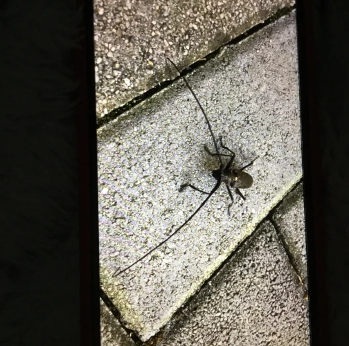 Andrej Červeňanský