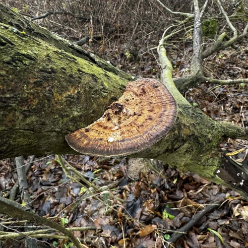 Slávka Chrachalová