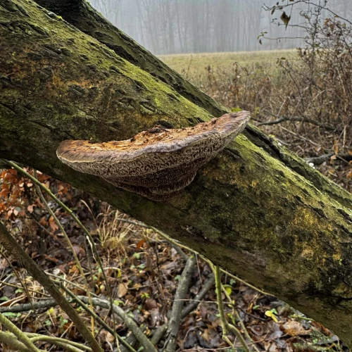 Slávka Chrachalová