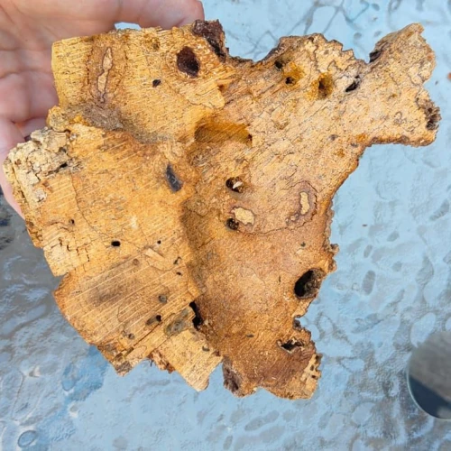 Miroslava Horáková 