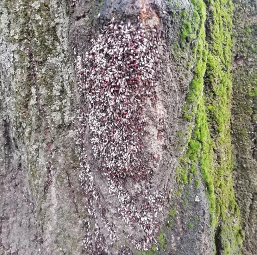 Katarína Haršányová