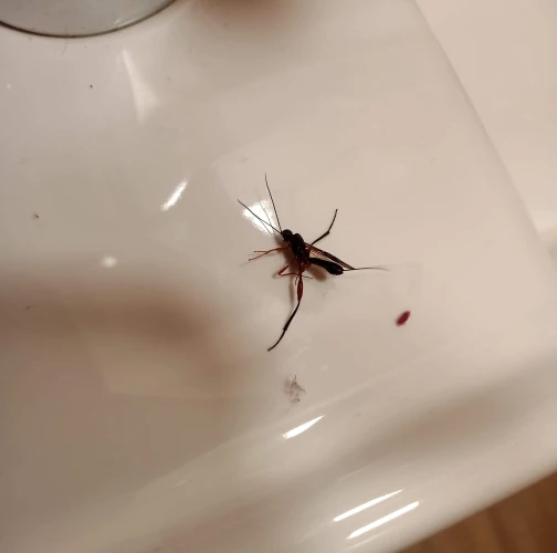 Liptáková Dominika 