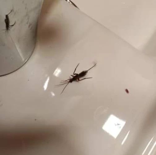 Liptáková Dominika 