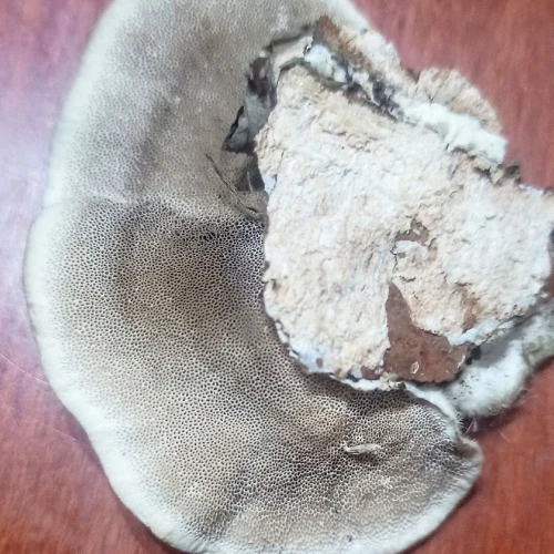 Slavomír Nábočík