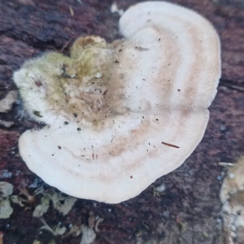 Slavomír Nábočík