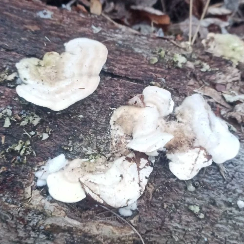 Slavomír Nábočík