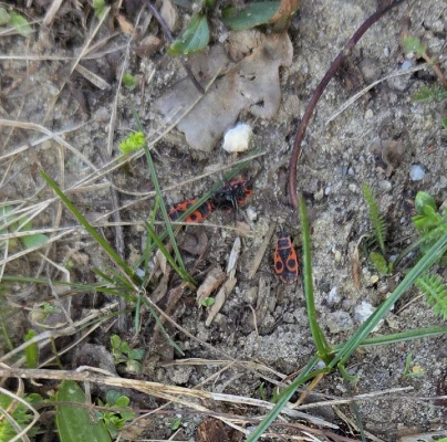 Cifru&scaron;a bezkr&iacute;dla 