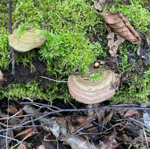 Michaela Helena Magdaléna Dibalová 