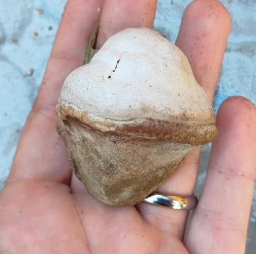 Miroslava Horáková 