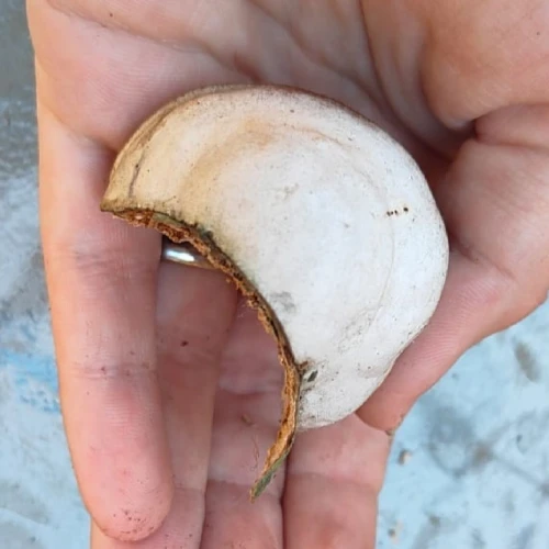 Miroslava Horáková 