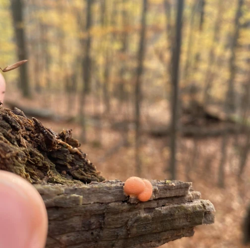 Kristína Kocúrková