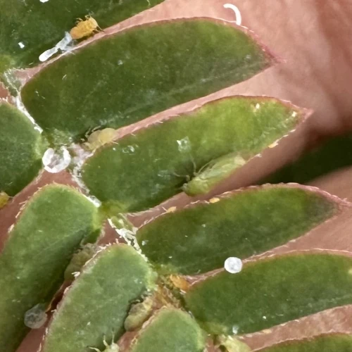 Ivan Dubnica nad Váhom