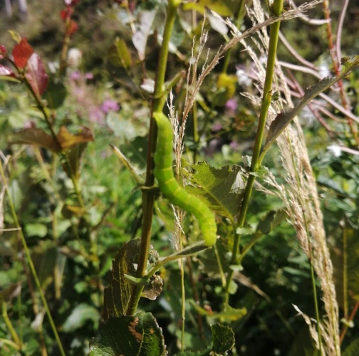 A - nie je v datab&aacute;ze