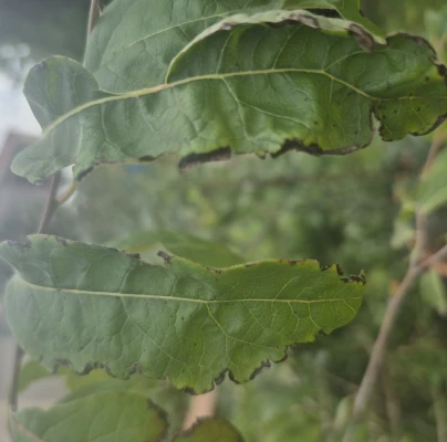 A - nejednoznačne určen&yacute;, nie sme si ist&iacute;