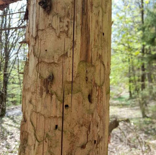 Dávid Gabriel Hajnik