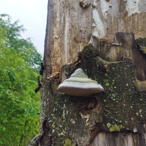 Fomes fomentárius 