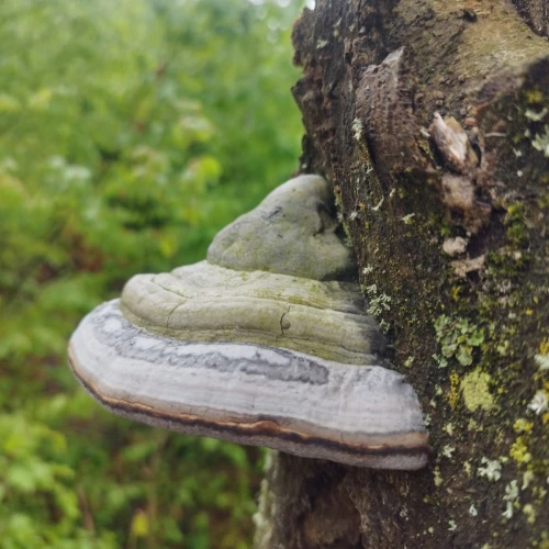 Fomes fomentárius 