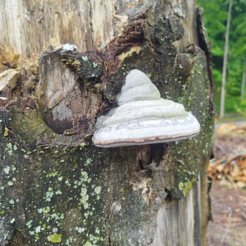 Fomes fomentárius 
