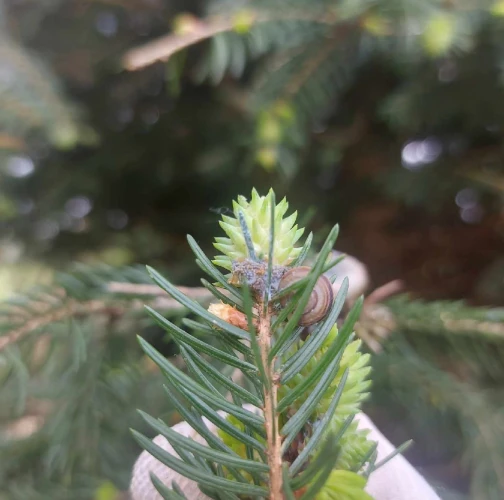 Slávka Chrachalová 