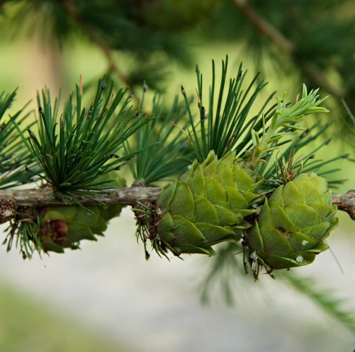 Ing. Ladislav kočik