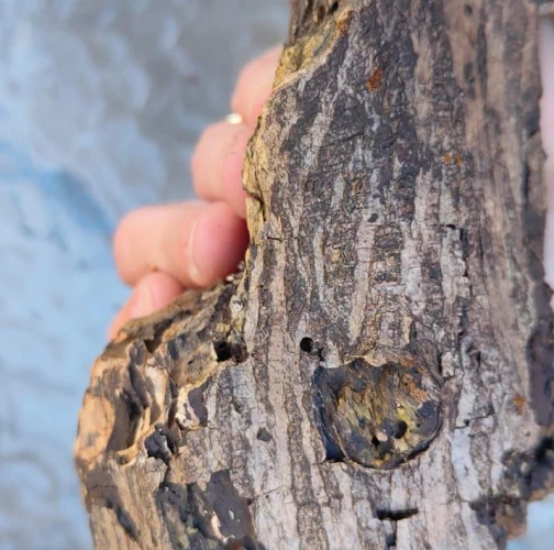 Miroslava Horáková 