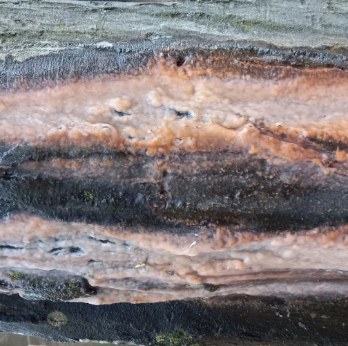 Katarína Havierniková