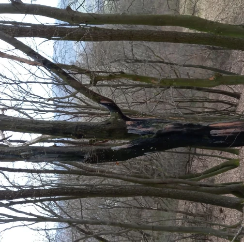 Katarína Havierniková