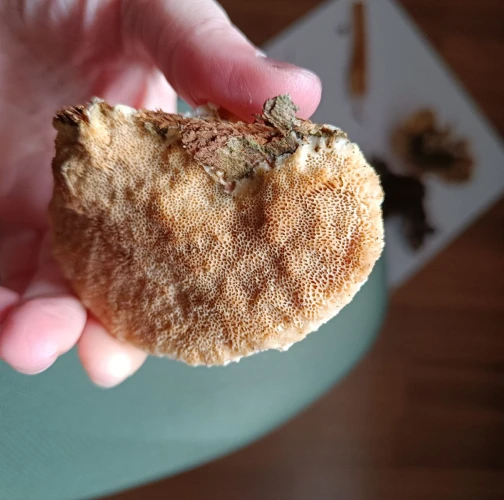 Adriána Majeríková 