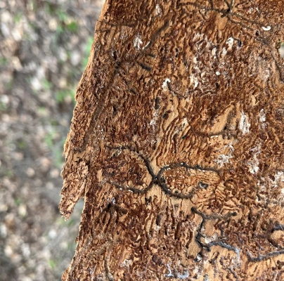 Lykožr&uacute;t jedľov&yacute;