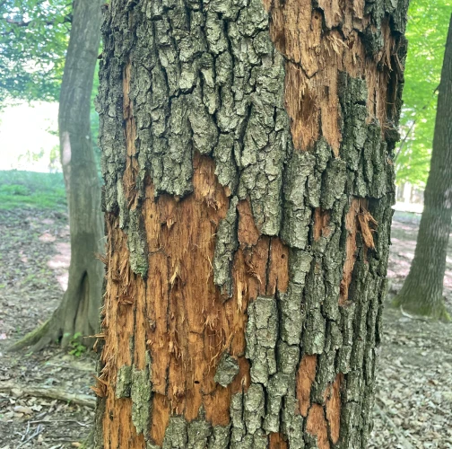 Vladimír Šalgovič