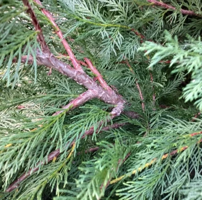 A - nejednoznačne určen&yacute;, nie sme si ist&iacute;