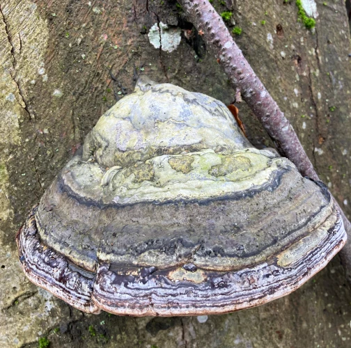 Martina Karáseková