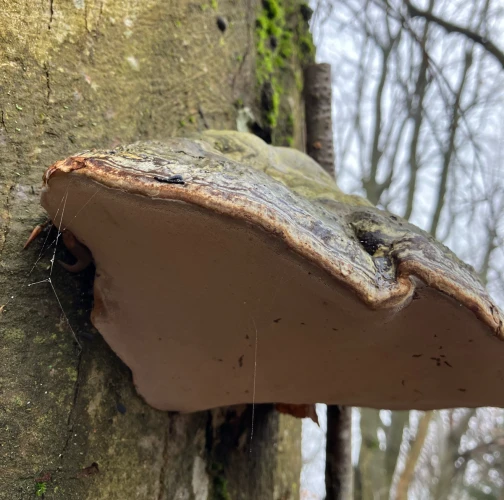 Martina Karáseková