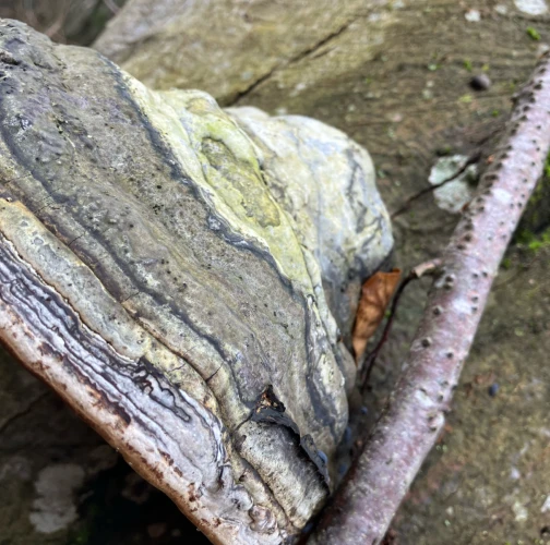 Martina Karáseková