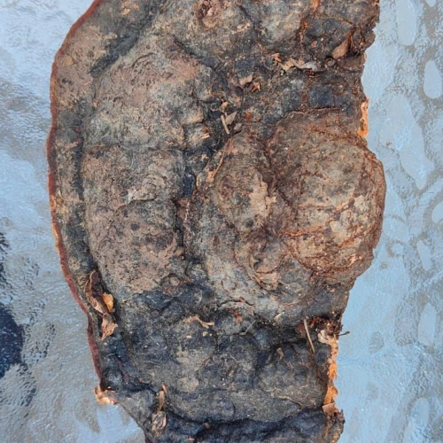 Miroslava Horáková 