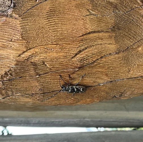  Karolína Hrabovská