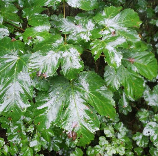 A - nie je v datab&aacute;ze