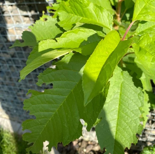  Dominika  Csolleiova