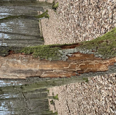 A - nejednoznačne určen&yacute;, nie sme si ist&iacute;