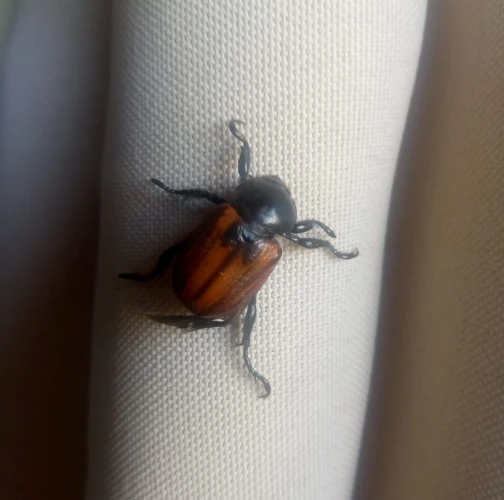 A - nie je v datab&aacute;ze