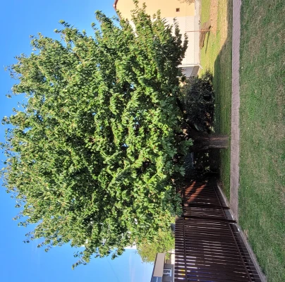 A - nejednoznačne určen&yacute;, nie sme si ist&iacute;