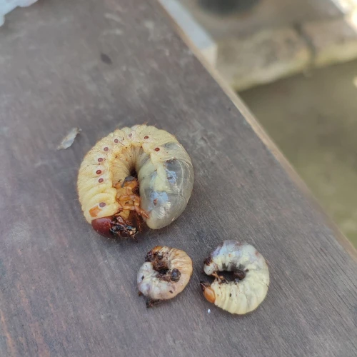 Chr&uacute;st obyčajn&yacute;