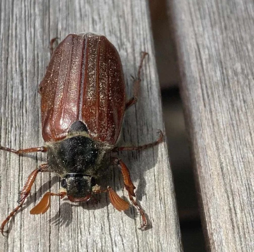 Alexandra Konkoľová 