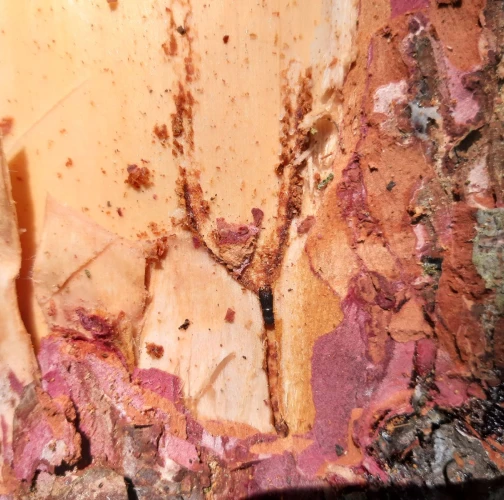 Miroslav Rybárik, OLH