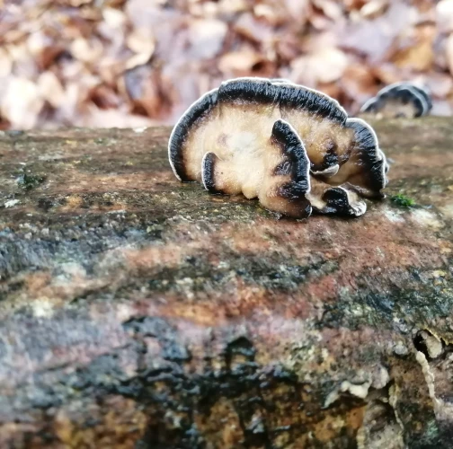 Natália Tarageľová