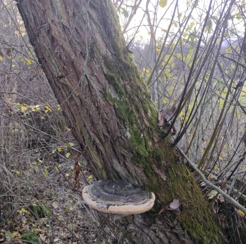 Martina Sucháňová 